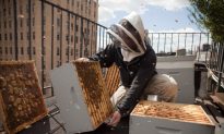 Optimizing the City’s Food System: Panel