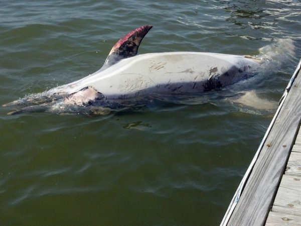 dead dolphin  Hudson River