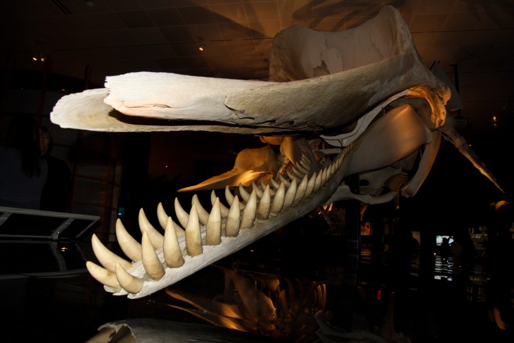 Зубы кашалота фото. Кашалот Мелвилла Левиафан скелет. Скелет кашалота в музее мирового океана. Скелет кита кашалота. Кашалот Левиафан скелет.