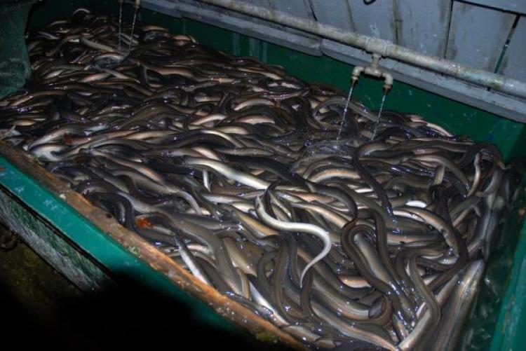 BIGGEST EEL CONTEST: Dr. Kim Aarestrup and his colleagues searched among more than 100,000 live eels caught by Irish fishermen to find 22 large eels for tagging. (Kim Aarestrup/DTU Aqua)