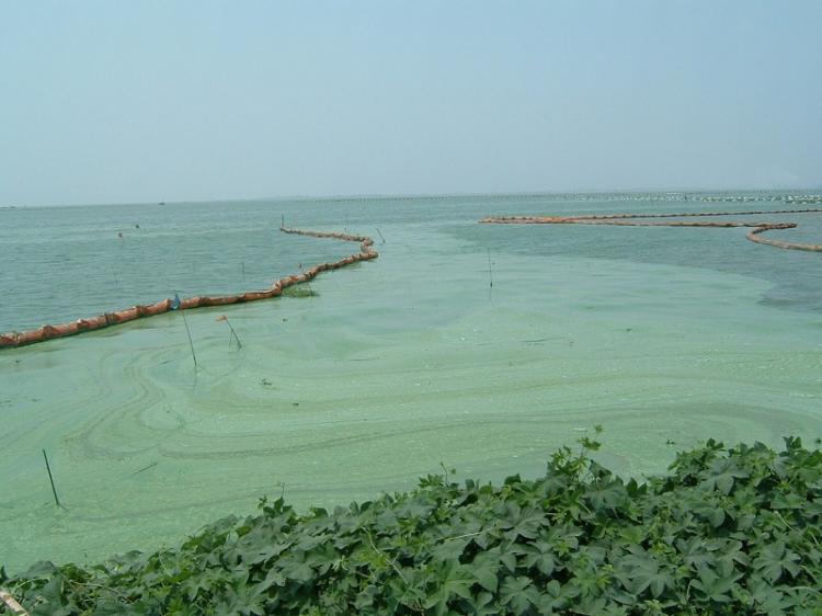 Blue-green algae contamination in Taihu Lake in August. (By Wu Lihong/EpochTimes)