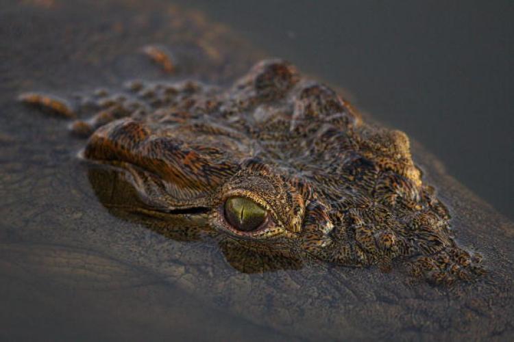 Crocodile escape: Crocodiles are on the loose in a Mexico reserve. (Photo by Cameron Spencer/Getty Images)