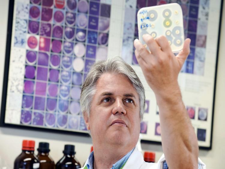 SENSELESS ORGANISMS? A specialist in microbiology and virology holds up a dish of bacteria culture. Researchers have found that bacteria have the sense of olfaction, in addition to sight, touch, and taste.  (Benoit Doppagne/AFP/Getty Images)