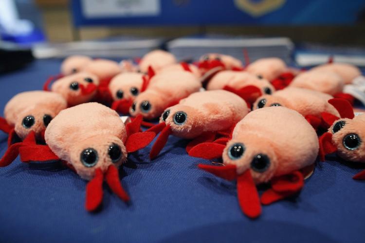 Plush bed bugs are displayed at the Bed Bug University North American Summit 2010 on September 22, in Rosemont, Illinois.  (Brian Kersey/Getty Images )
