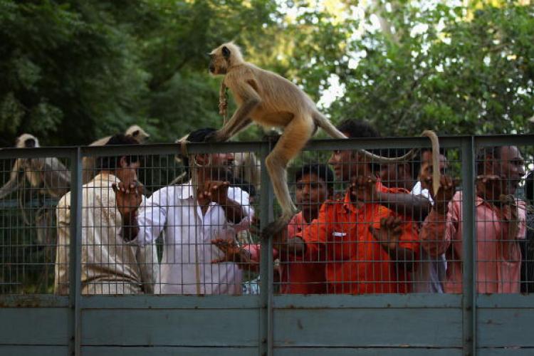 Langur Monkeys with trainers in New Delhi, Sept. 28. (Cameron Spencer/Getty Images)