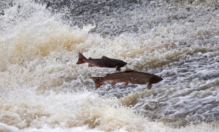 WILD AND NATURAL: Salmon leap in the river Etterick on November 2, 2010 in Selkirk, Scotland.   (Jeff J Mitchell/Getty Images)