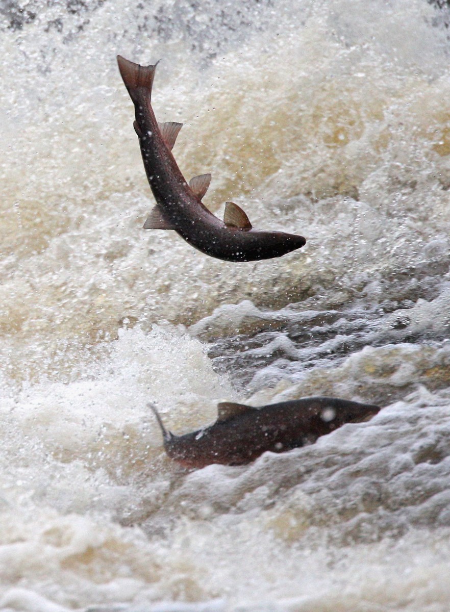 Salmon Return Upstream To Spawn In The River Etterick