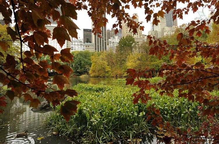 Colorful leaves over the pond in Central Park, New York. (Timothy A. Clary/Getty Images)