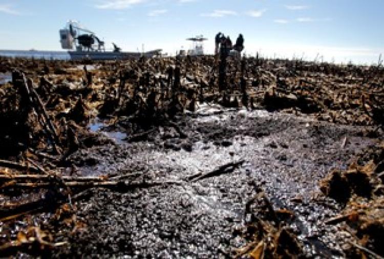 Oil is seen deposited along dead marsh land in Port Sulphur, Louisiana. (Sean Gardner/Getty Images)