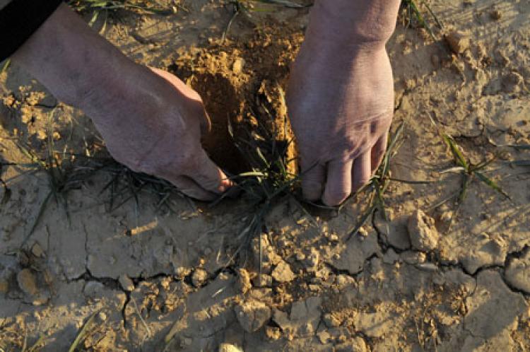 A villager inspects the drought situation on his farmland on January 24, 2011 in Rizhao, Shandong province of China. Severe droughts threatens Northern China's wheat production as the country's food market will likely face a shortage.   (ChinaFotoPress/Getty Images)