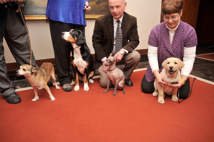 Newly registered breeds announced, the Norwegian Lundehund, the Entlebucher Mountain dog, and the Xoloitzcuintli dog, along another beautiful breed, a Yellow Labrador Retriever. (Gary Gershoff/Getty Images)