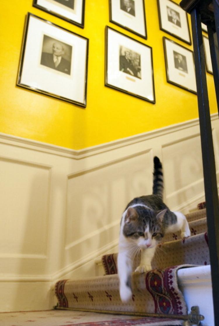 'Larry' on the stairs of Number 10 Downing Street on February 15, 2011. It is hoped that Prime Minister David Cameron's newest team member Larry, will dispense of a rat that has been spotted scuttling past the famous door of Number 10 Downing Street in recent weeks.  ( Mark Large - WPA Pool / Getty Images)