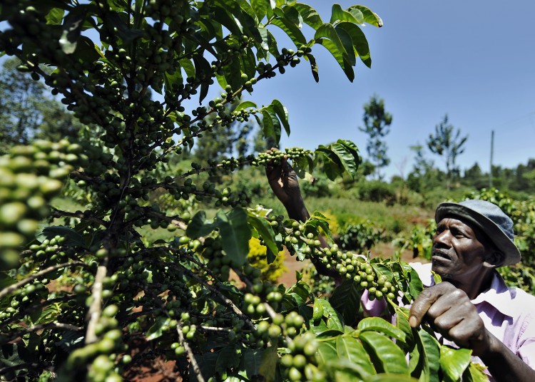 A Kenyan man tends to a coffee tree in Kabati, Kenya in February 2011. (Tony Karumba/AFP/Getty Images)