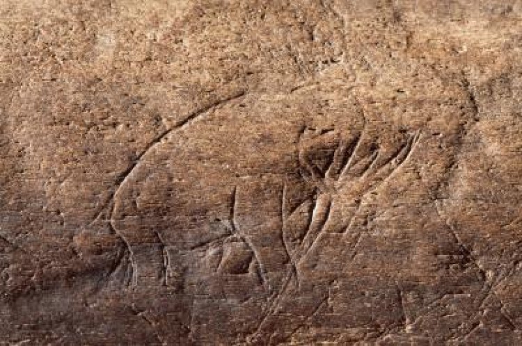 The engraving, approximately 13,000 years old, is 3 inches long from the top of the head to the tip of the tail, and 1.75 inches tall from the top of the head to the bottom of the right foreleg. (Chip Clark/Smithsonian)