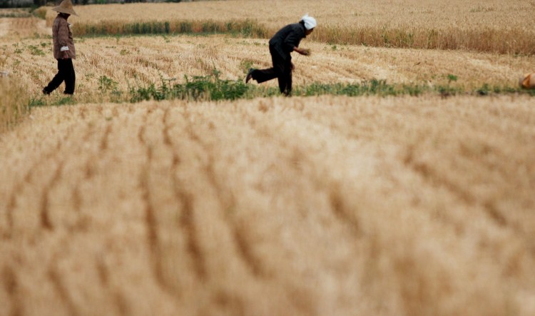 Farm workers glean wheat in a field on May 29, in Huaibei, Anhui Province of China. According to a scholar from the Chinese Academy of Agricultural Engineering, one-sixth of China's farmland are contaminated by heavy metals.  (ChinaFotoPress/Getty Images)