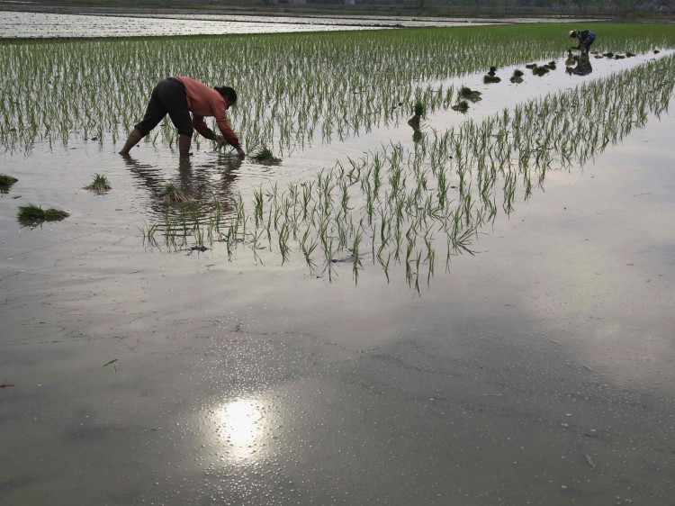 Farmers transplant rice seedlings