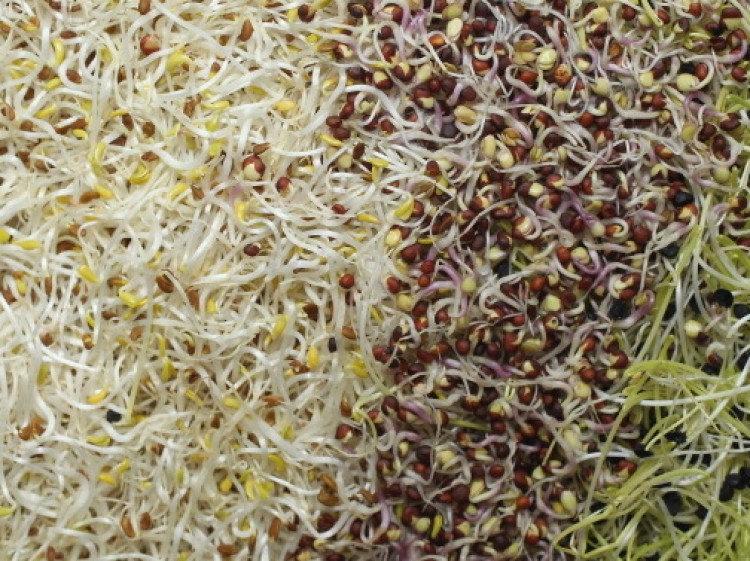 Vegetable growers are seeking compensations from the European Union for lost vegetables sales in the hundreds of millions of euros. (Sean Gallup/Getty Images)