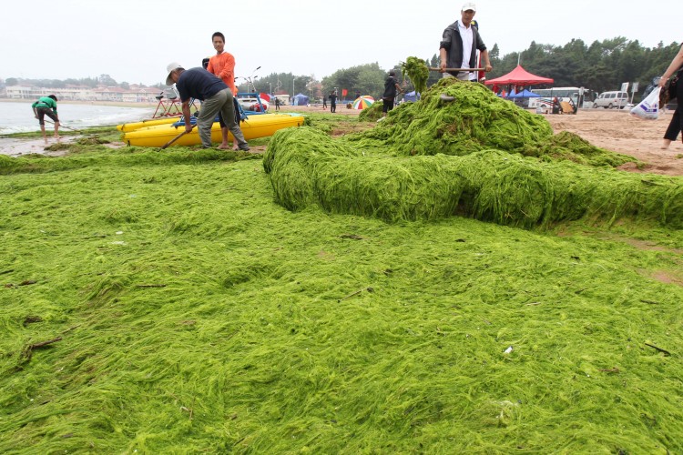 People clean up seaweed which has covered a beach on July 6, 2011 in Qingdao. (STR/AFP/Getty Images) People clean up seaweed which has covered a beach on July 6, 2011 in Qingdao. (STR/AFP/Getty Images)