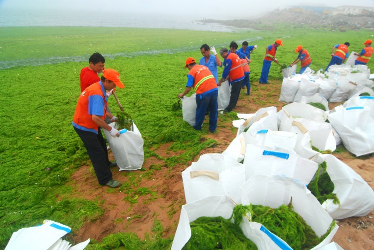 People clean up seaweed which has covered a beach on July 6, 2011. (ChinaFotoPress/Getty Images) People clean up seaweed which has covered a beach on July 6, 2011. (ChinaFotoPress/Getty Images)