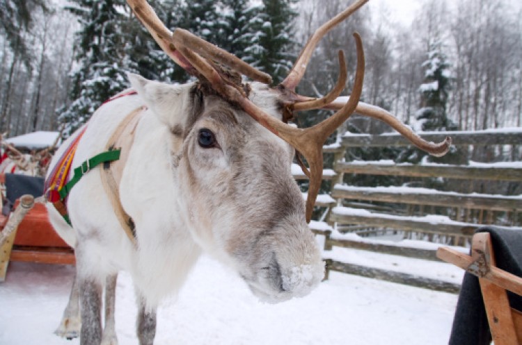Reindeer have a thick fur coat which prevents body heat from escaping, and use three strategies for effective thermal regulation. (Photos.com)
