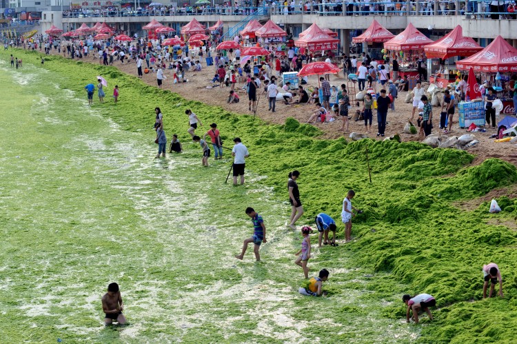 Chinese tourists play by the algae-filled coastline of Qingdao in mid-July. (STR/AFP/Getty Images) Chinese tourists play by the algae-filled coastline of Qingdao in mid-July. (STR/AFP/Getty Images)