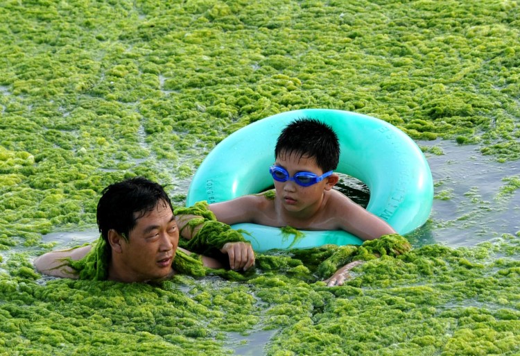 A Chinese man swims with his son along the algae-filled coastline of Qingdao. (AFP/Getty Images) A Chinese man swims with his son along the algae-filled coastline of Qingdao. (AFP/Getty Images)