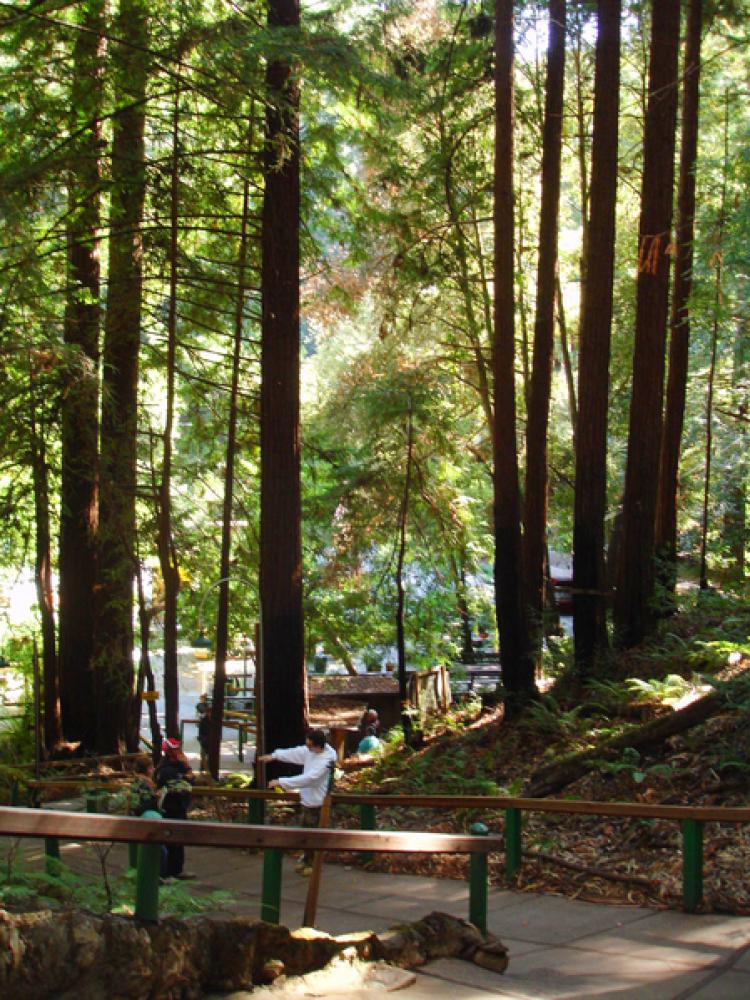 ENIGMA: The sides of the redwoods facing the Mystery Spot do not develop branches. (Katharina Volkers/The Epoch Times)