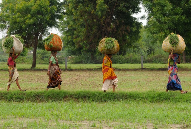 Indian farmers walk through a rice paddy field