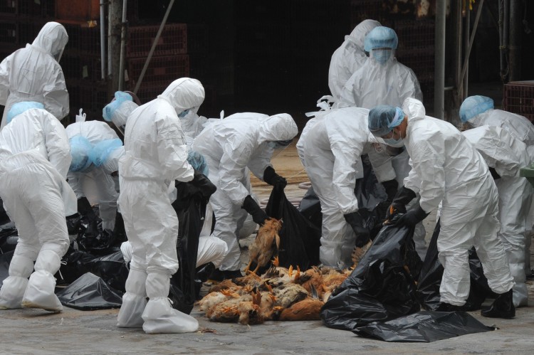 Hong Kong H5N1 Workers place dead chickens into plastic bags