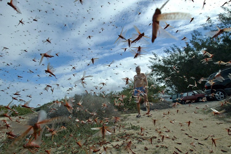 A man stands in a large cloud of locusts, 29 November 2004 around Corralejo in the north of the island of Fuerteventura, in Spain's Canary Islands about 100 kilometers (60 miles) off the Moroccan coast. Earlier Today, local authorities said that the original swarms which had descended on the island Thursday were 'under control' as the Canaries sought to deal with its worst locust invasion since the 1950s. (Samuel Aranda/AFP/Getty Images)