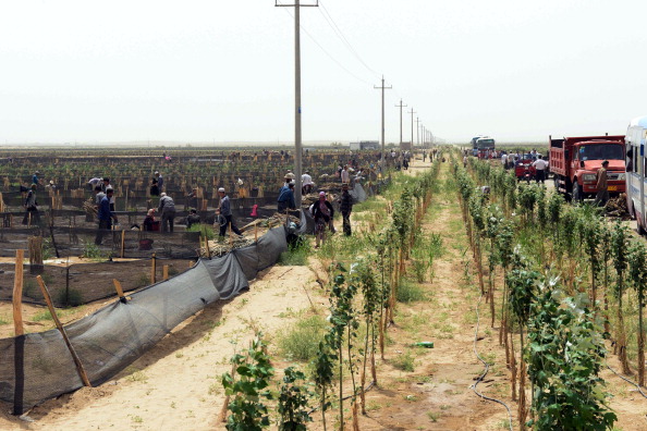In this picture taken on May 28, 2012, workers preparing to shield the young trees at a nursery on the southern fringe of the Taxkorgan desert, in the northern foot of the Karakorgan range, near Hetian, an oasis lying in the Tarim Basin in China's farwest Xinjiang region. Population pressure, drought and climate change have made China the world's biggest victim of desertification and it could take 300 years to reclaim just one-fifth of desert land due to climate change. (STR/AFP/GettyImages)