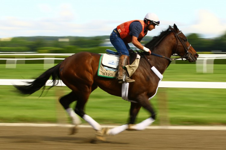 Atigun gallops during a morning workout at Belmont Park