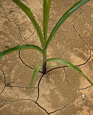 A corn plant grows in a field parched by drought on July 26, 2012 near Olmsted, Illinois. (Scott Olson/Getty Images)