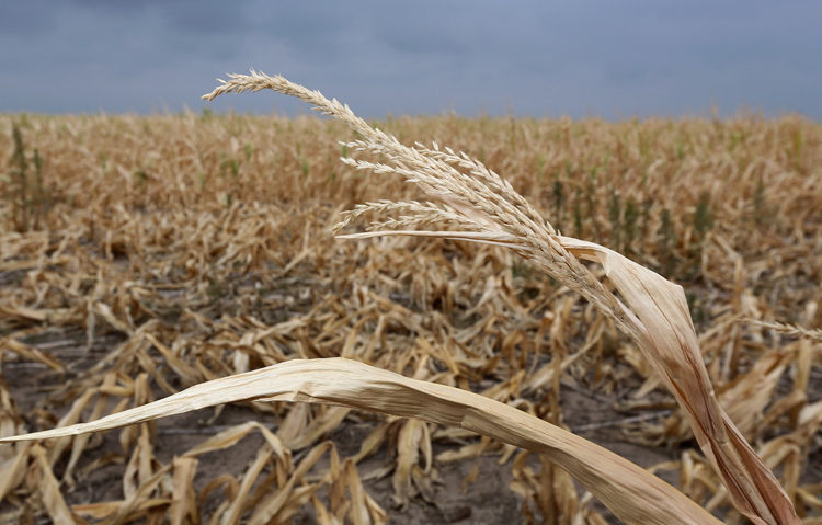Dry stalks of corn, ravaged by drought, stand in a failed cornfield near Colby, Kan.