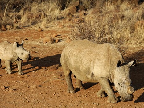 South Africa has seen a devastating increase in poaching in recent years as black-market demand for rhino horn has grown.  A photo shows a rhino walking in South Africa's Bona Bona Game Reseve in August. (Stephanie de Sakutin/AFP/Getty Images)