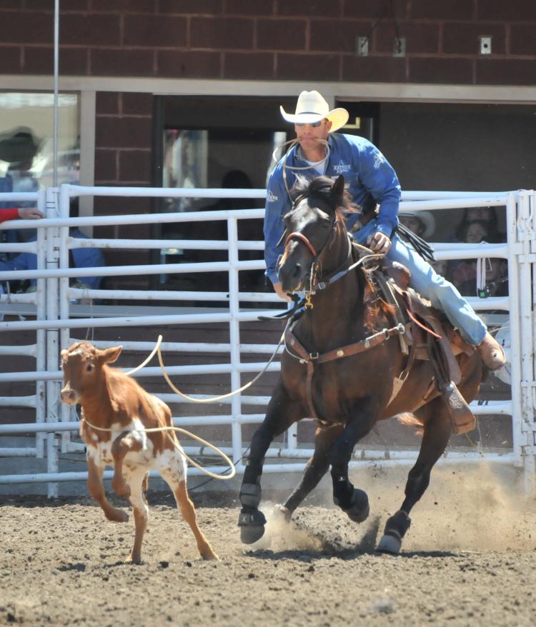 A rider ropes a calf during the rodeo at the Calgary Stampede. (Jerry Wu/The Epoch Times)