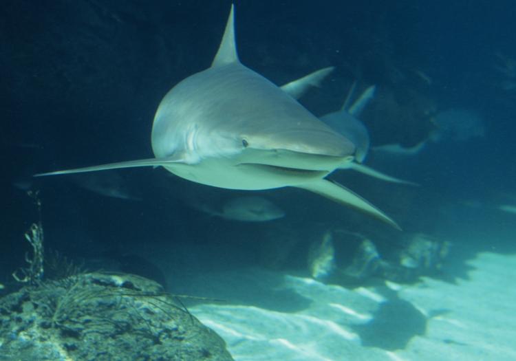 Scientists found that sharks determine the direction of odors by the delay in time they reach each nostril.  (Photos.com)