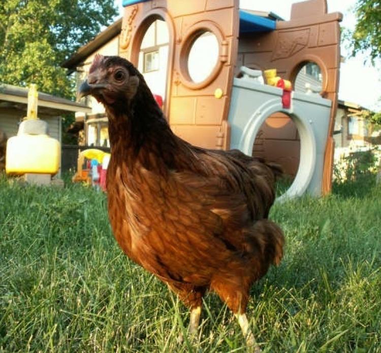 The Calgary Liberated Urban Chicken Klub is lobbying city council to allow Calgarians to keep hens in their backyards. (Toby Schultz)