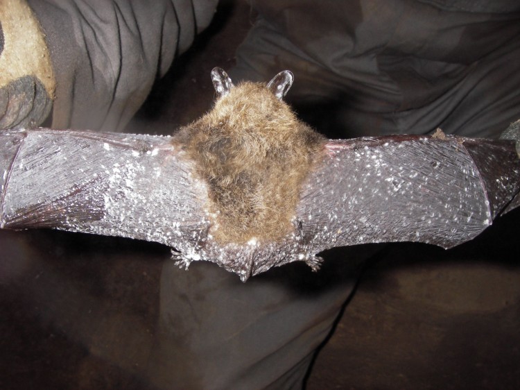 White-nose syndrome on this bat has spread to the wings and ears.