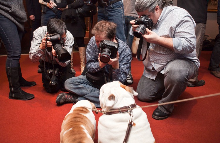  Members of the media photograph Bulldogs, one of the most popular breeds in New York City. (Samira Bouaou/The Epoch Times) 