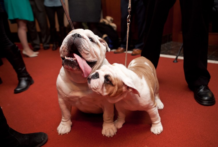  Bulldogs Munch (L) and Dominique. (Samira Bouaou/The Epoch Times) 