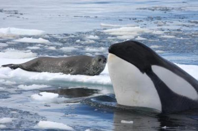 A killer whale 'spy-hops' to identify a Weddell seal resting on an ice floe off the western Antarctic Peninsula. The whale will notify other killer whales in the area so they can coordinate a wave to wash the seal off the floe. (Robert Pitman/NOAA)