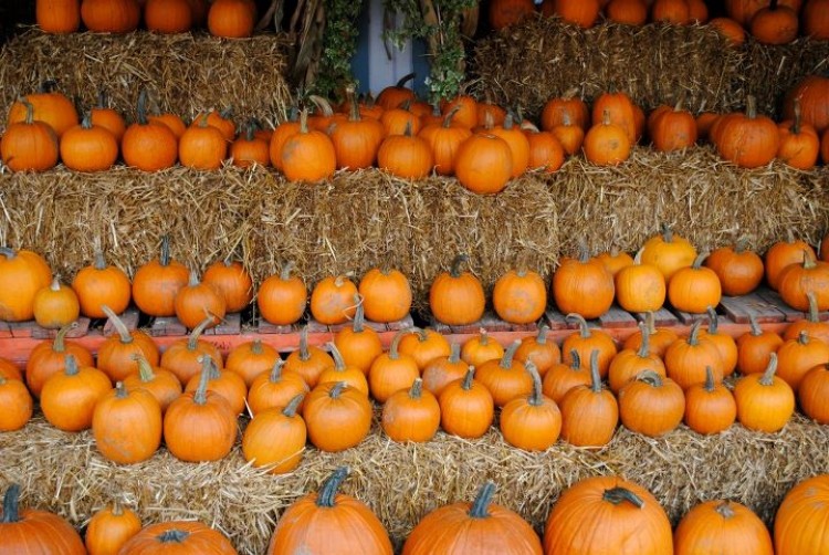 Pumpkins for sale at Wrights Farm in Ulster County, N.Y. (Courtesy of Wrights Farm)