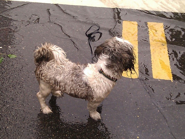 A dog is wet after swimming in the flood waters in Soho, Manhattan. (Vicky Jiang/The Epoch Times)