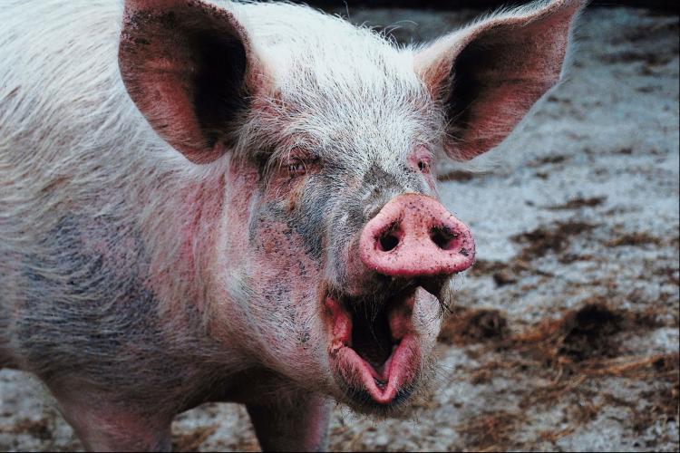 Mistreated pigs have weakened immune systems. (Photos.com)