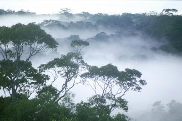 A dawn mist rises above the Amazon rainforest. (William Laurance)