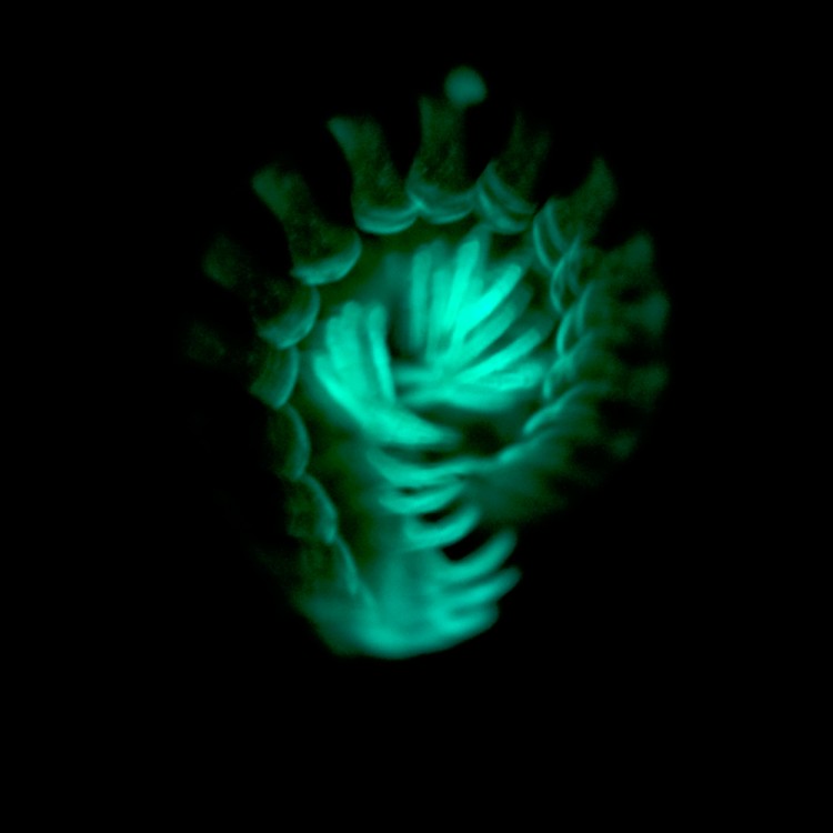 A prolonged exposure taken in the darkroom, showing the greenish glow of a Motyxia millipede. (Paul Marek)