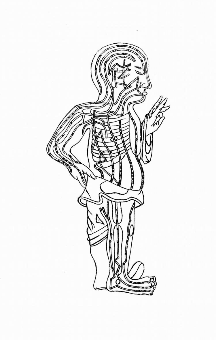 A drawing of organ meridian energy flows. As with organs, each organ flow becomes more active at a specific time of the day. (Photos.com)