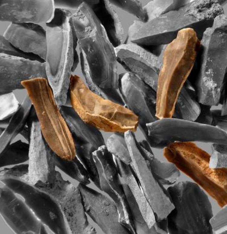 Blades (tinted brown) found at Qesem Cave in Israel. (Ran Barkai/American Friends of Tel Aviv University)