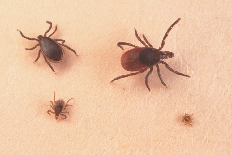 ticks